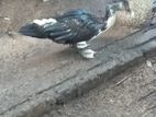 Muscovy Duck Male