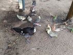 Muscovy ducklings/ மணி வாத்து குஞ்சு