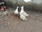 Muscovy Ducks