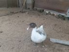 Muscovy Ducks