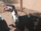 Muscovy Ducks