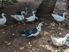 Muscovy ducks