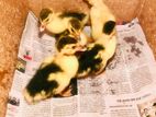 Muscovy Ducks