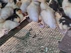 Muscovy Ducks