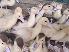 Muscovy Ducks