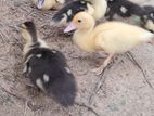 Muscovy Ducks