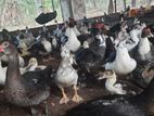 Muscovy Ducks