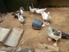 Muscovy Ducks