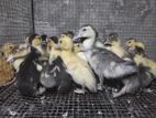 Muscovy Ducklings