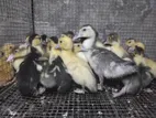Muscovy Ducklings