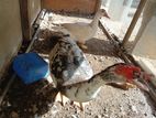 Muscovy Ducks