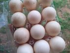 Musgovy Duck Egg