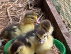 Musgovy Ducklings