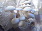 Mushroom Growing Pots