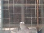 Pigeons