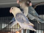African Love Bird Pairs