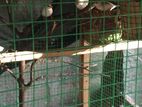 Mutation Finches