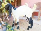 Farm Goats