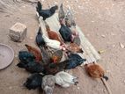 முட்டை இடும் கோழி விற்பனைக்கு