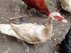 Farm Ducks