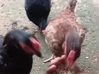 Chicken