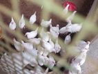 முட்டை கோழி
