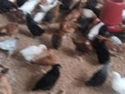முட்டை கோழி குஞ்சு