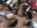 முட்டை கோழி குஞ்சு