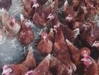 Farm Chicken