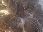 Quail Chicks