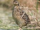 Quail Chicks