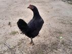 முட்டையிடும் கோழி