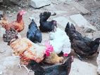 முட்டையிடும் கோழிகள்