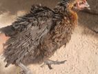 முட்டையிடும் ஊர் பேடு