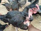 முட்டையிடும் ஊர்க்கோழி