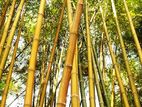 மூங்கில்/ Bamboo