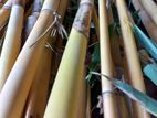 Bamboo Stick Plant