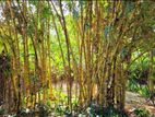 மூங்கில் தண்டு - Bamboo Trunk