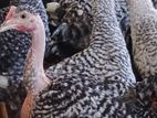 மூன்றரை மாத ஊர்க்கோழிகள் அதிரடி மலிவு விற்பனை (COUNTRY CHICKENS SALE)