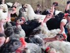 மூன்றரை மாத ஊர்க்கோழிகள் அதிரடி விற்பனை! (Country Chicken)