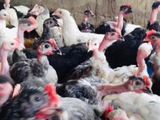 மூன்றரை மாத ஊர்க்கோழிகள் அதிரடி விற்பனை! (Country Chicken)