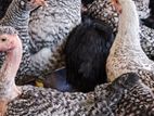 மூன்றரை மாத ஊர்க்கோழிகள் அதிரடி விற்பனையில்! (Country Chickens for Sale)
