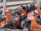 மூன்று மாத திறம் ஊர்க்கோழிகள் மலிவு விற்பனையில்!
