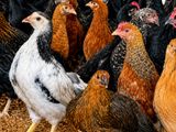 மூன்று மாத ஊர்க் கோழிகள் மலிவு விற்பனையில்.