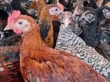மூன்று மாத ஊர்க்கோழிகள் மலிவு விற்பனையில்! (3 Months Old Chicken)