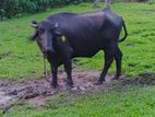 මූරා වර්ගයේ මීදෙන ඉක්මනින් විකිණීමට