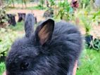 Rabbit