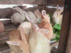 Rabbits