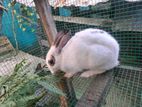 Rabbit