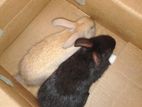 Rabbit